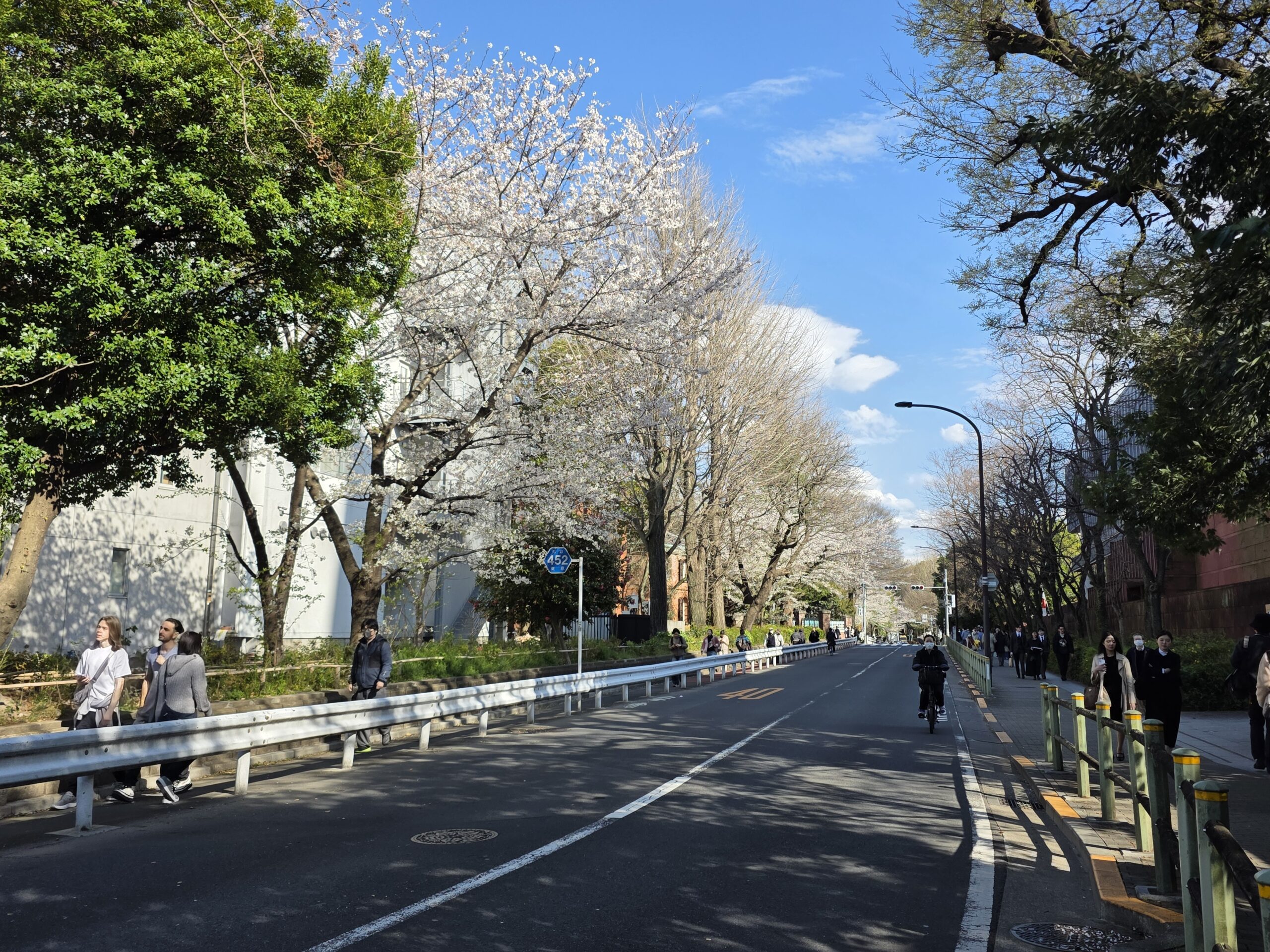 上野で咲いていた桜
